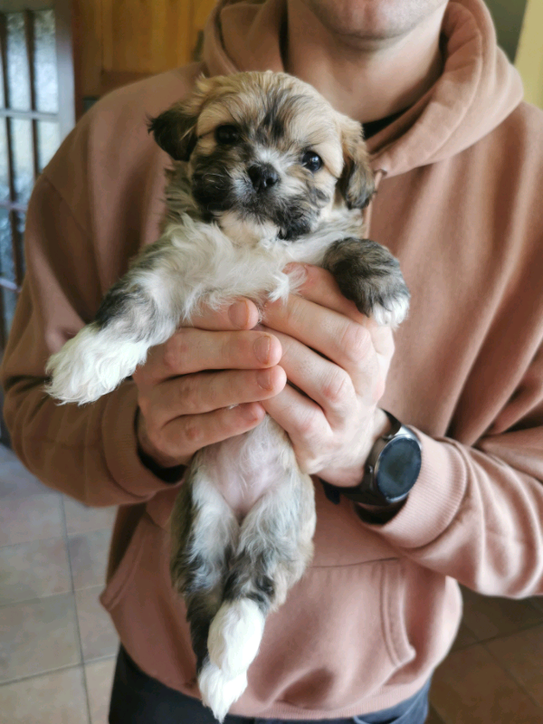 zuchon hypoallergenic